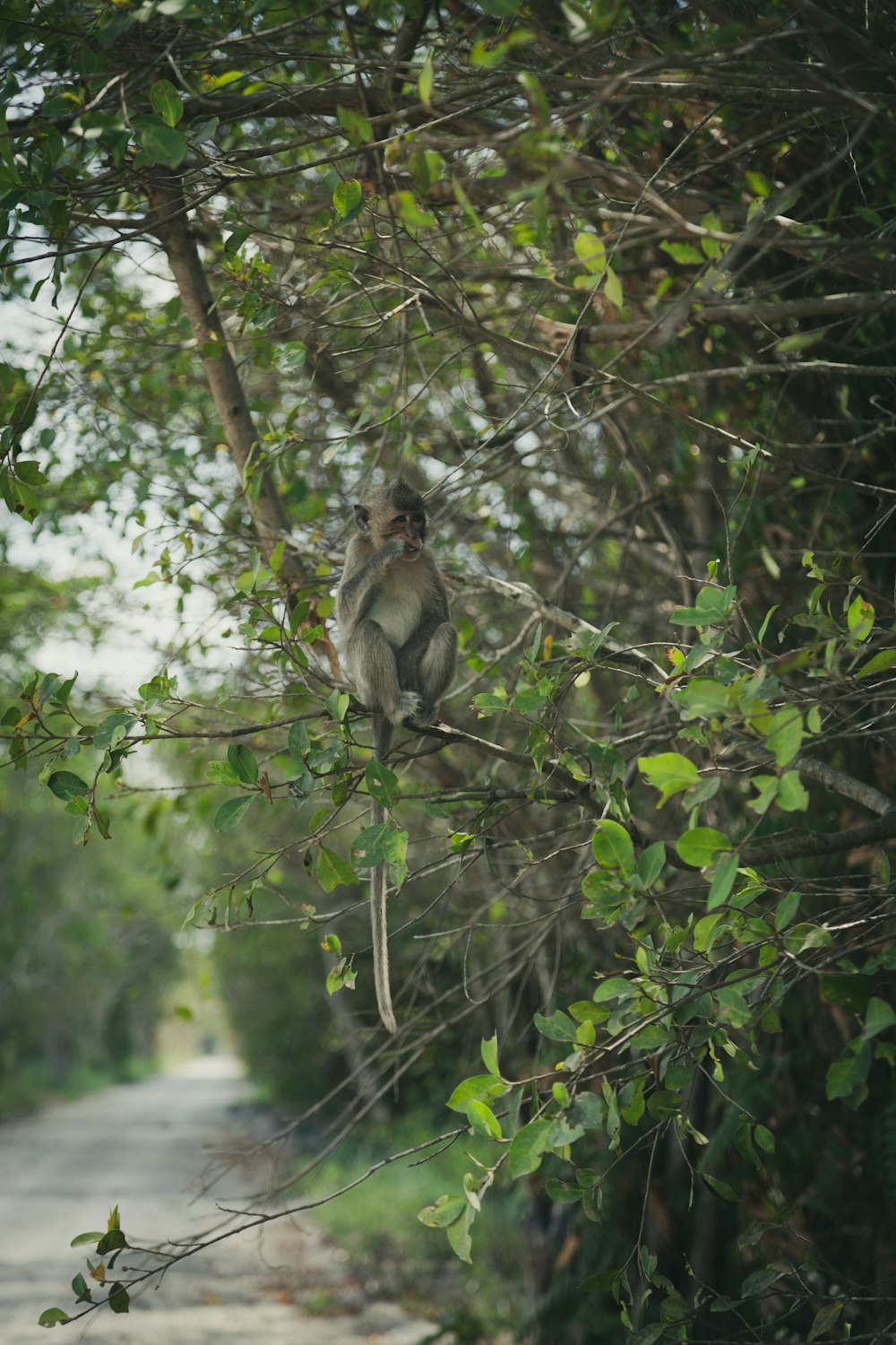 gray monkey on tree branch