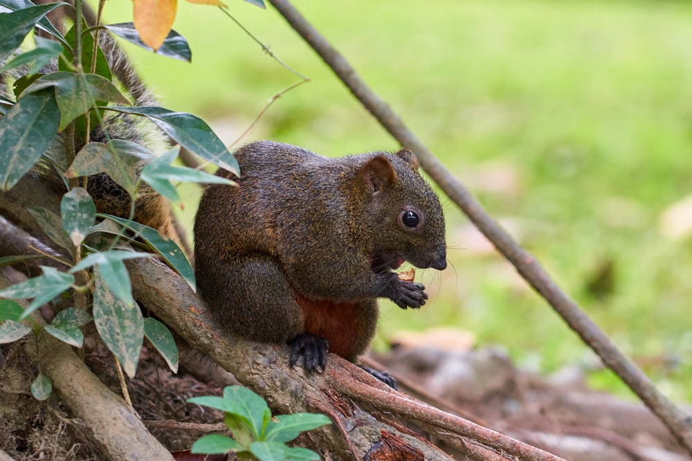 gray squirrel on tree root