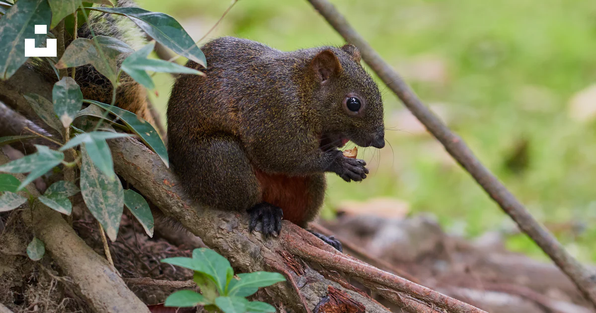 Root Squirrel Gray squirrel on tree root photo – Free Taipei city Image on Unsplash