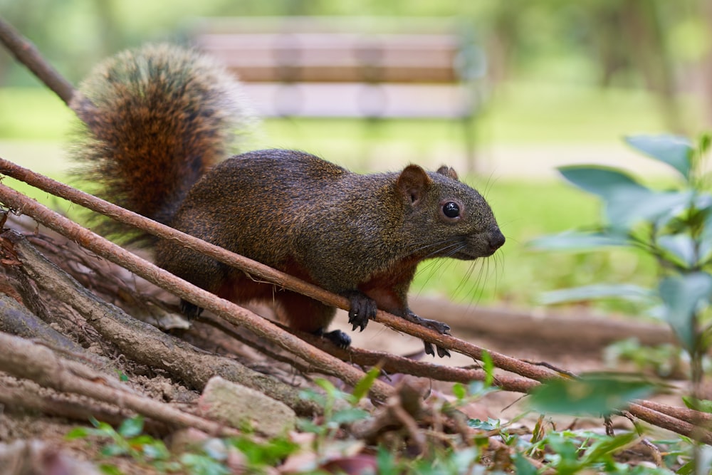 gray rodent standing beside tree