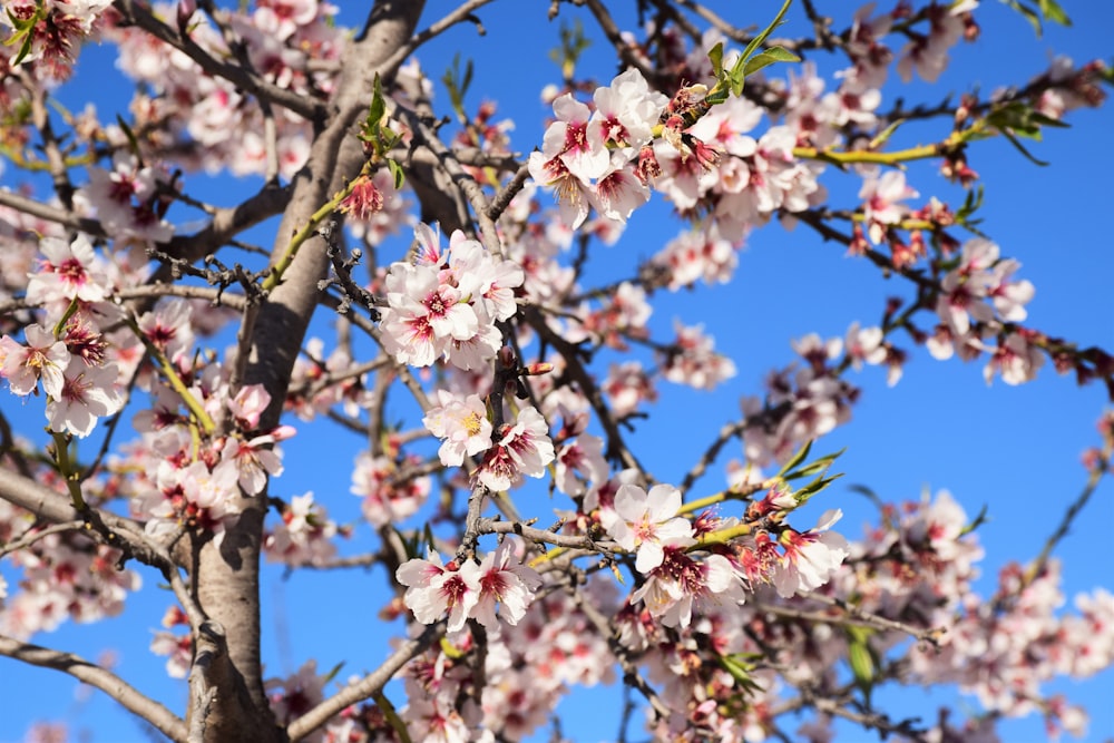 blossom tree