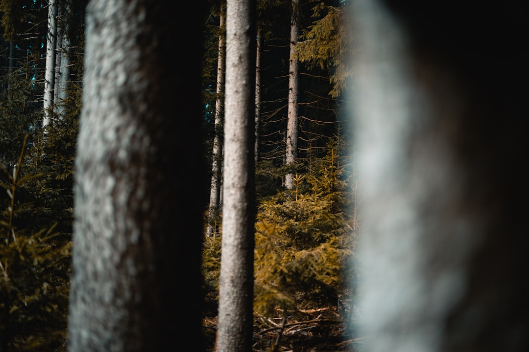 selective focus photo of plant and tree trunk