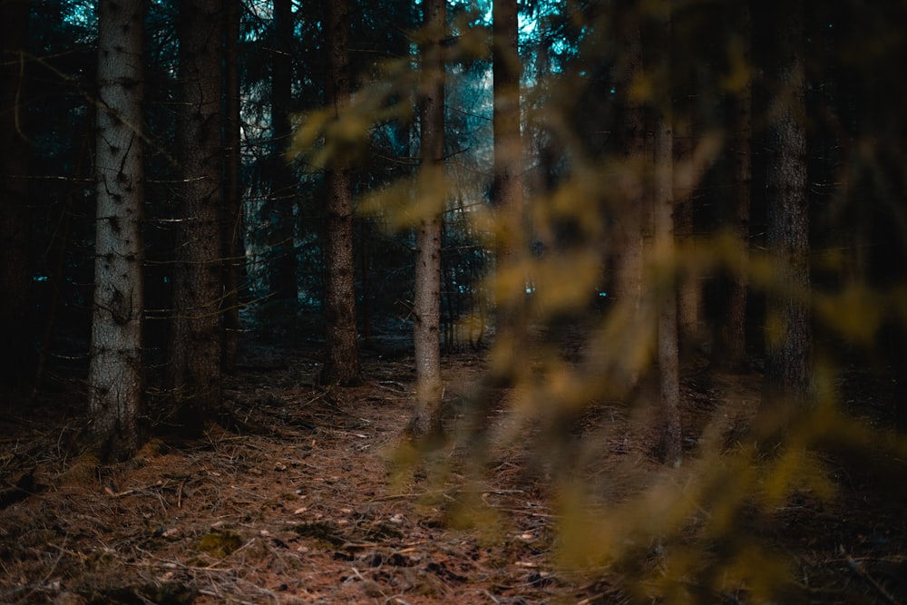 tall trees under daylight