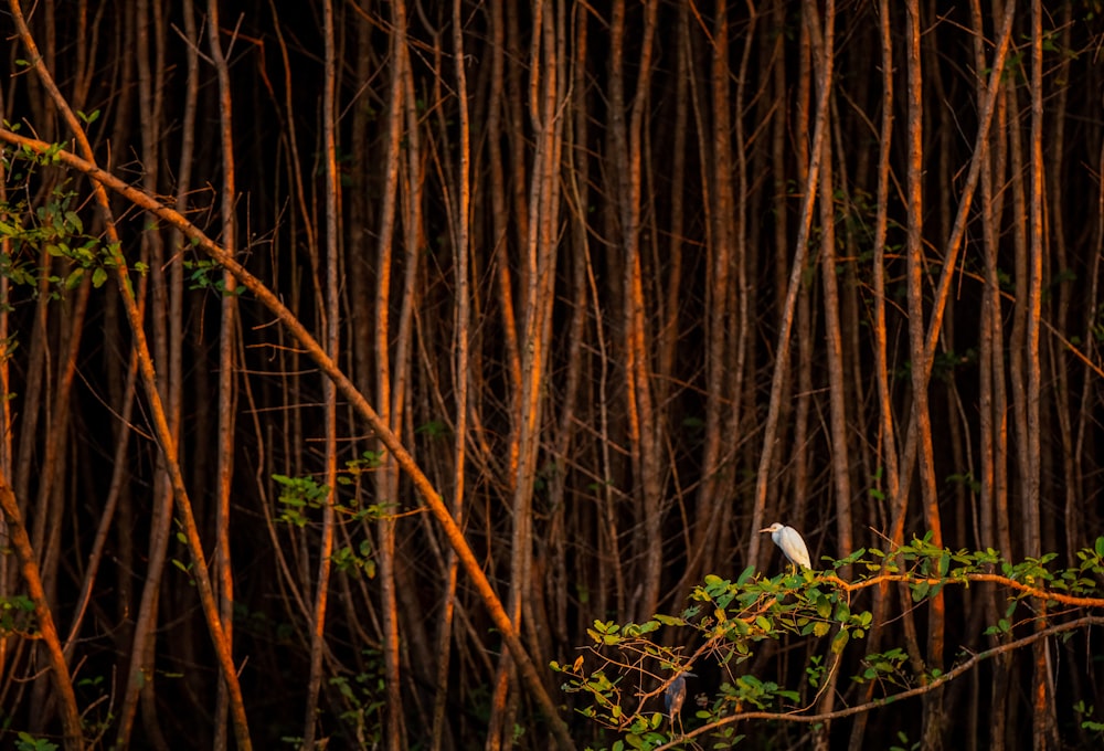 white bird perched on tree