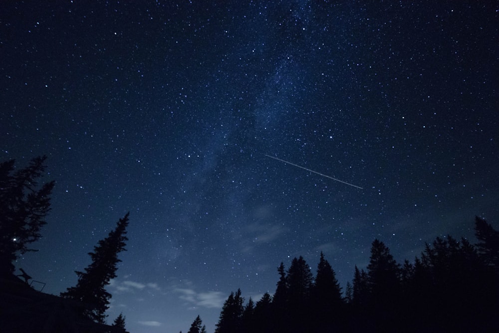 tall trees under blue skies with stars