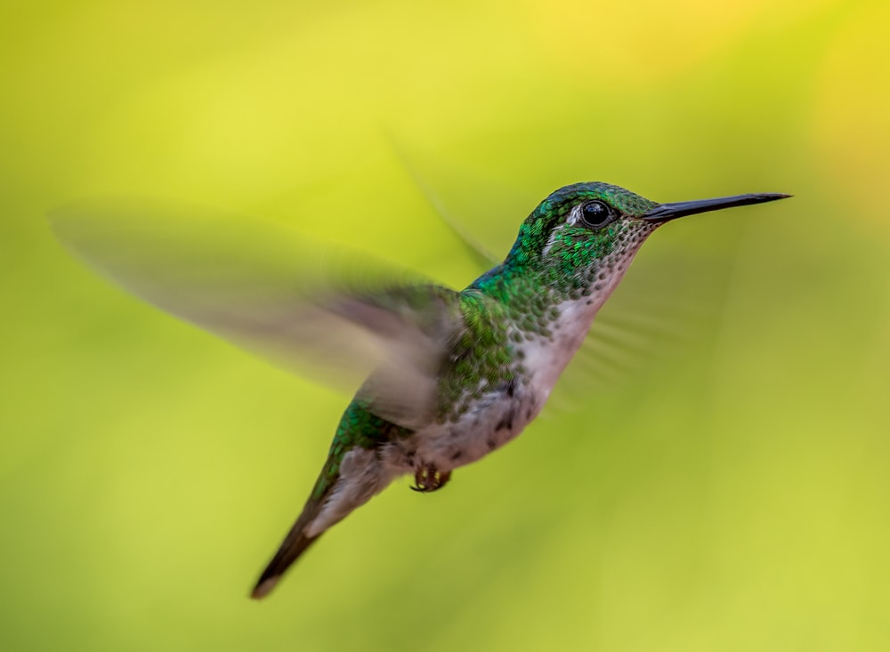 Capture d’écran de colibri vert et gris