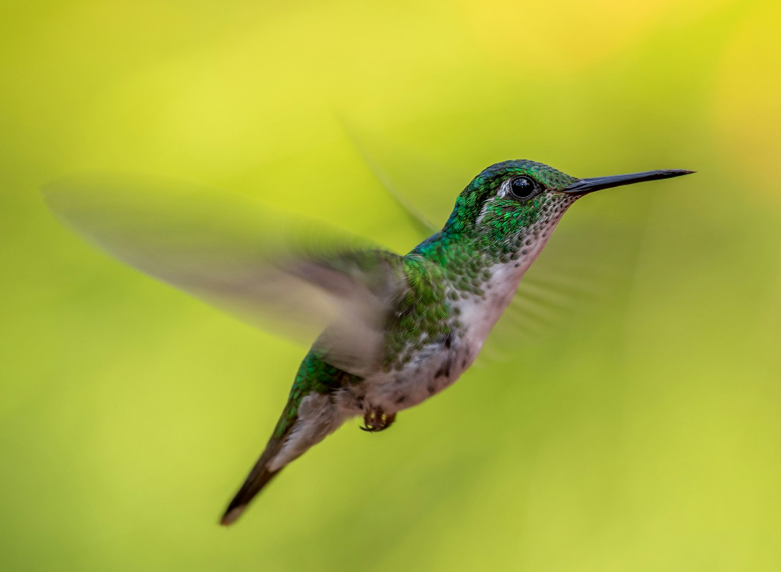 Canon EF 300mm F2.8L IS II USM sample photo. Green and gray humming photography