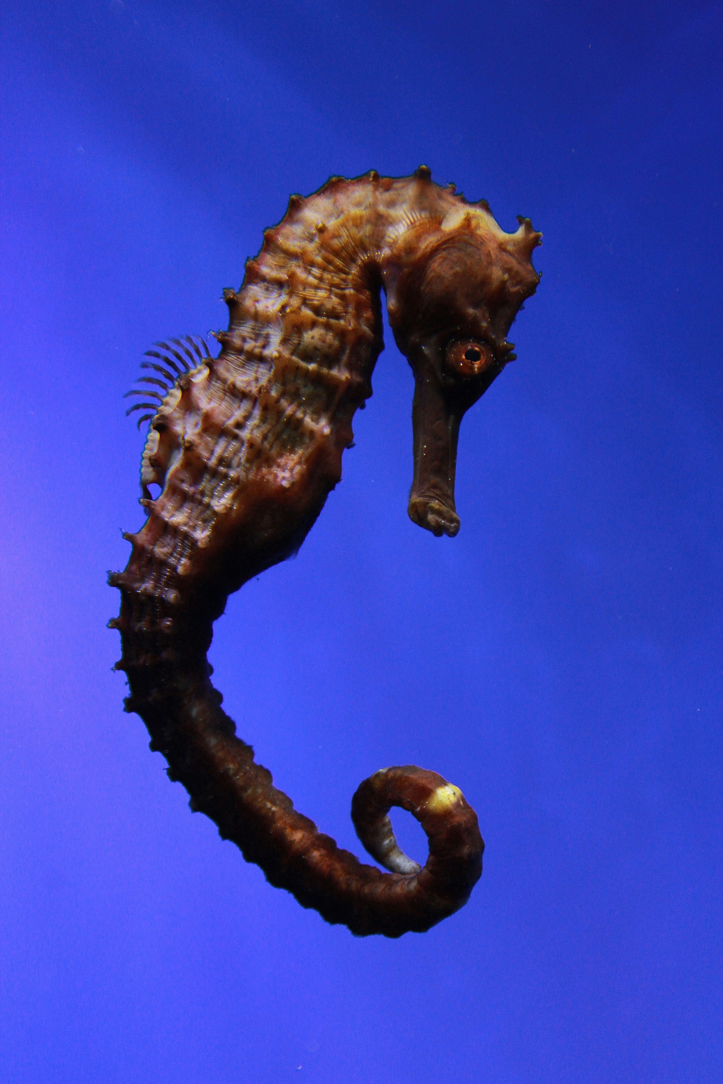 brown seahorse vector art