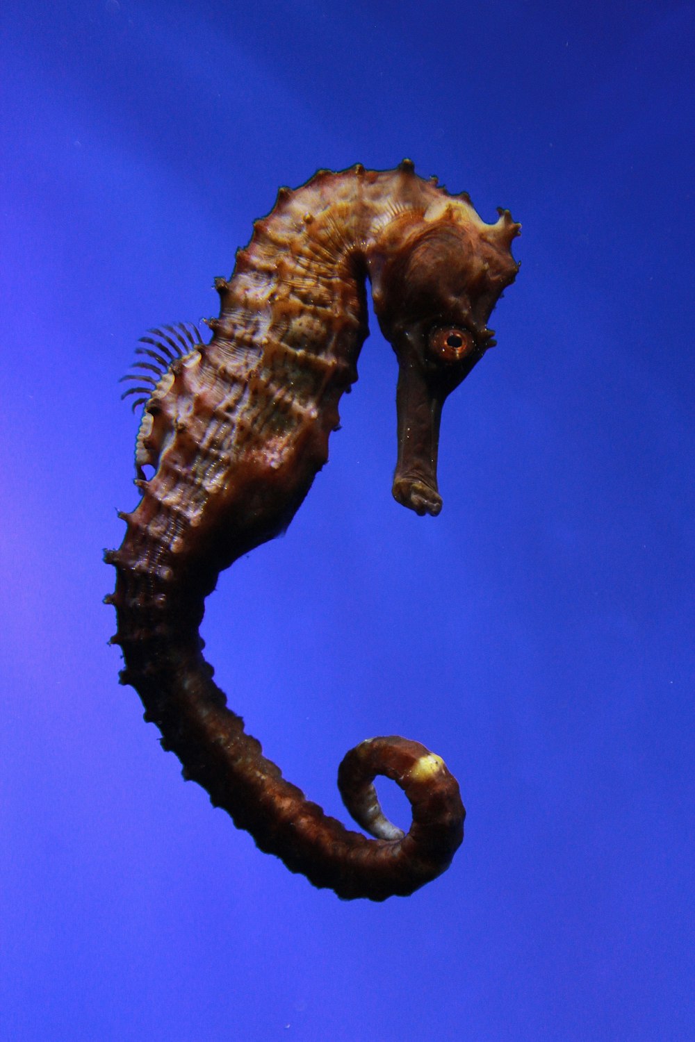 brown seahorse vector art