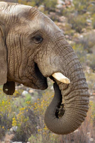Close-up of an elephant head, reflecting the lodge's logo and connection to wildlife.
