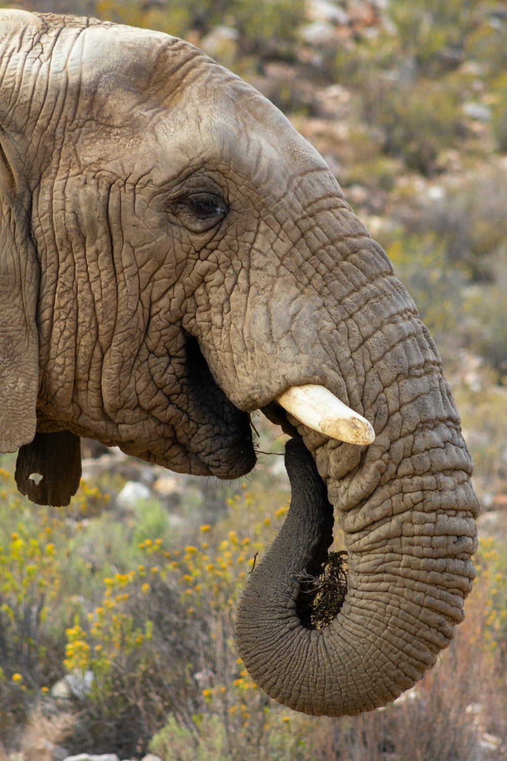 tête d’éléphant et ivoire blanc