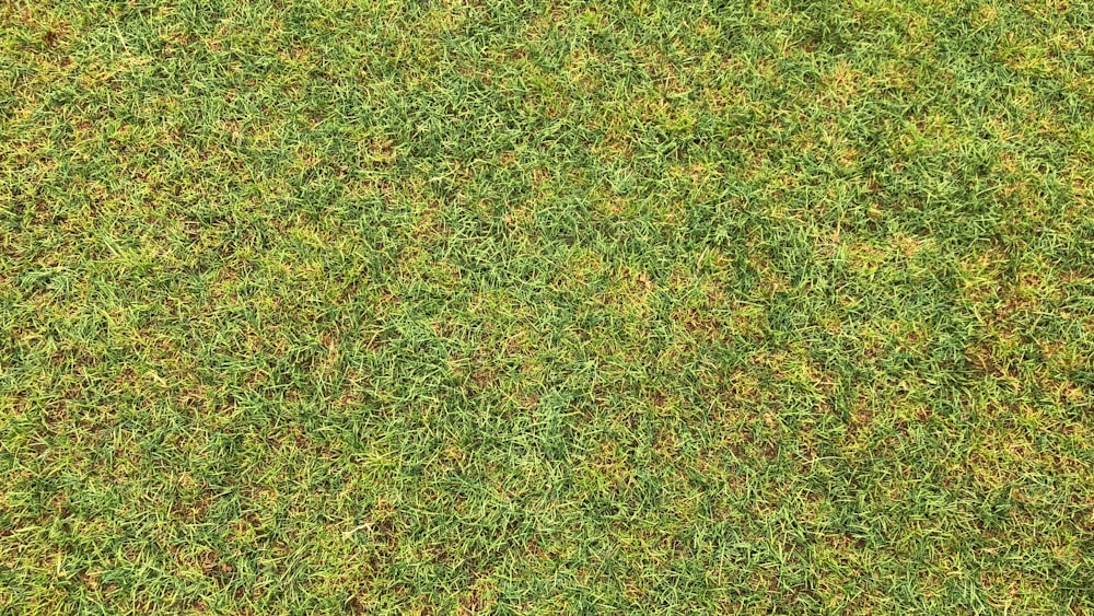 erba verde alla luce del giorno