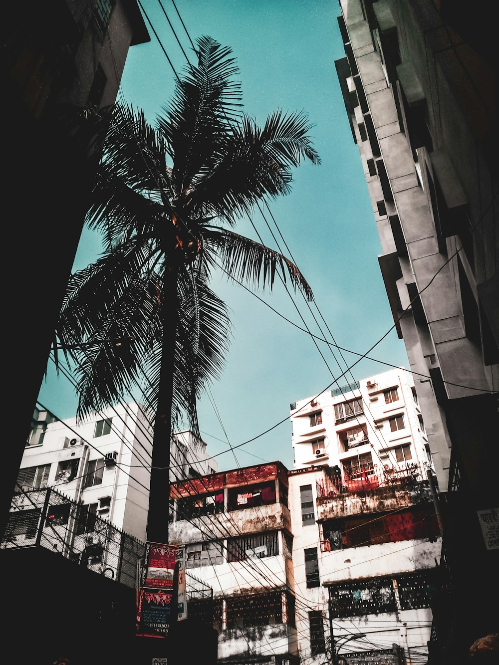 palm tree in the middle of city buildings