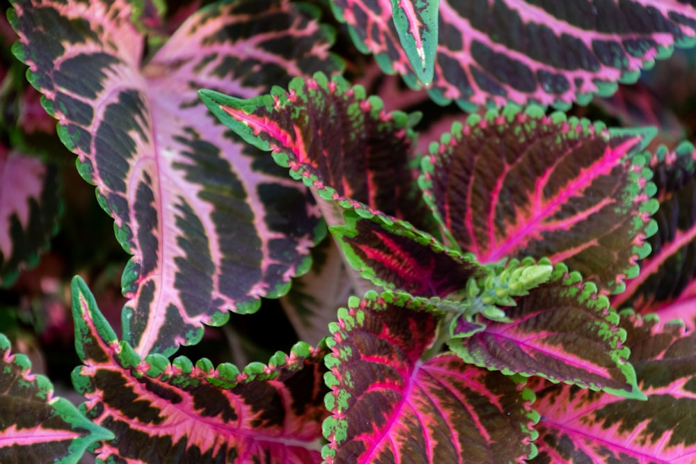 coleus plant