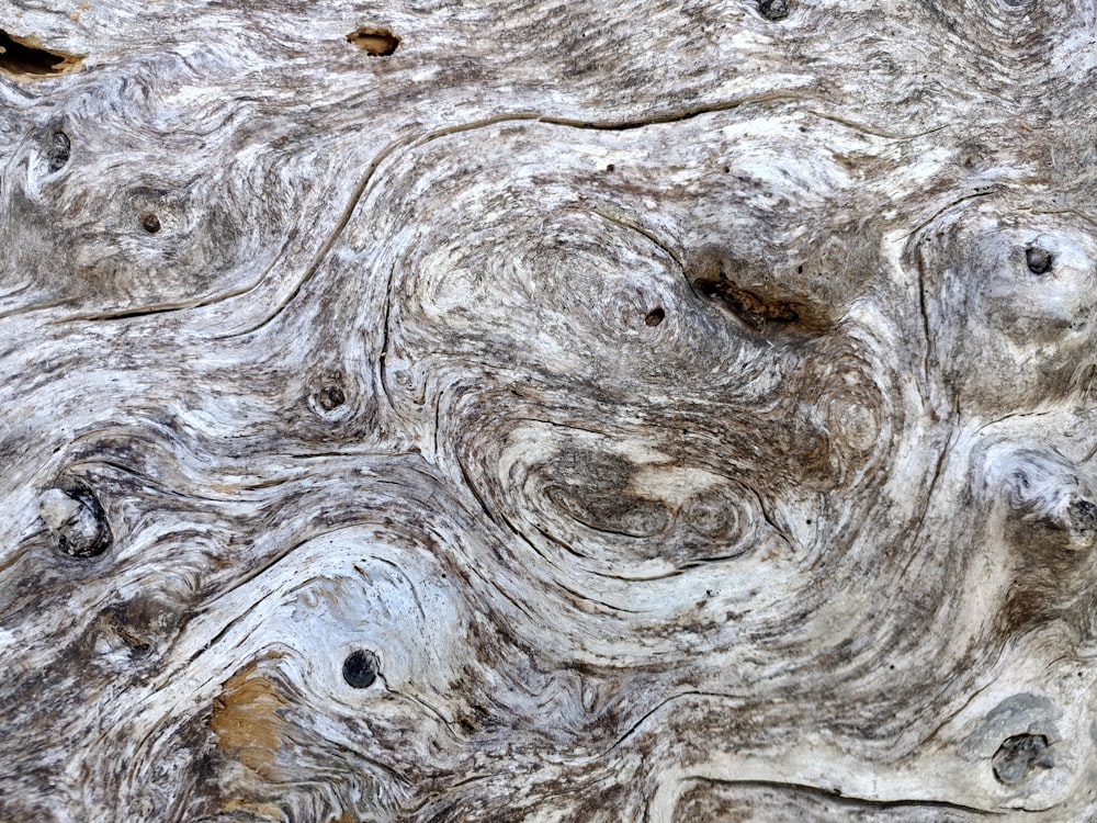 a close up view of a tree trunk