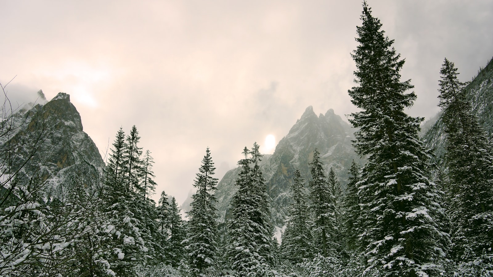 Sony Alpha NEX-7 sample photo. Snow covered pine trees photography