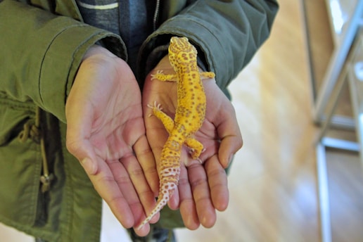 A person is gently holding a bright yellow gecko with black spots in their hands. The background features a wooden floor and part of a green jacket sleeve is visible.