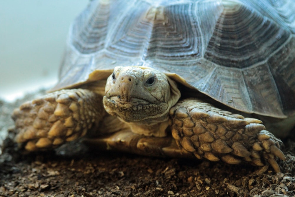Foto de primer plano de tortuga marrón