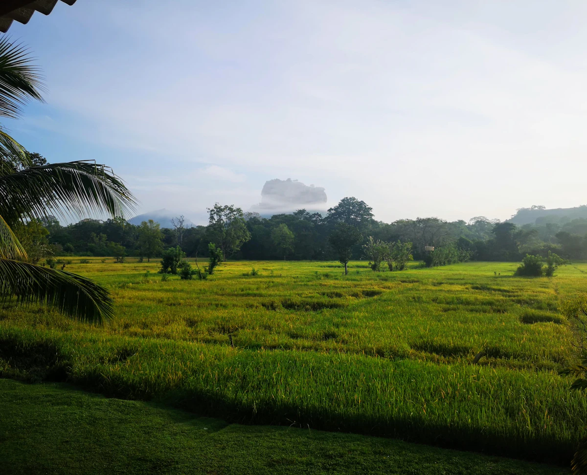 Green paddy fields in the countryside near Sigiriya