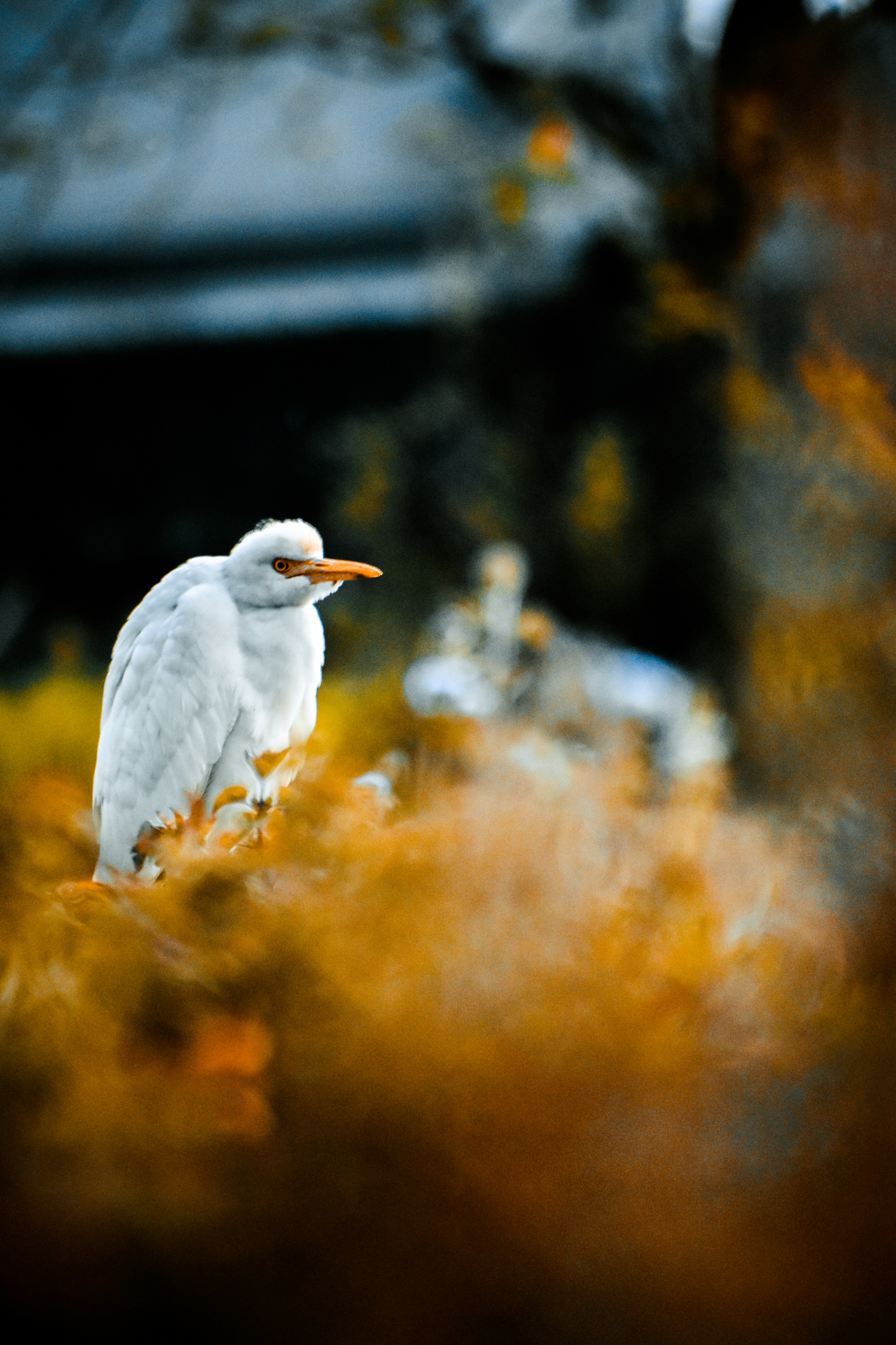 Photo by pranavthapa
