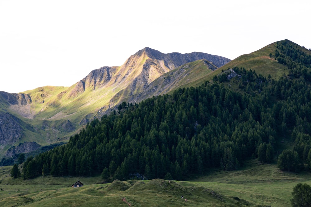 trees on mountain during daytime