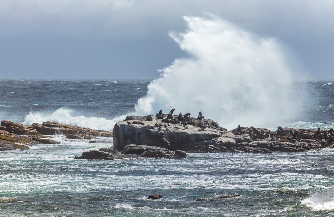 penguins on rock during daytime