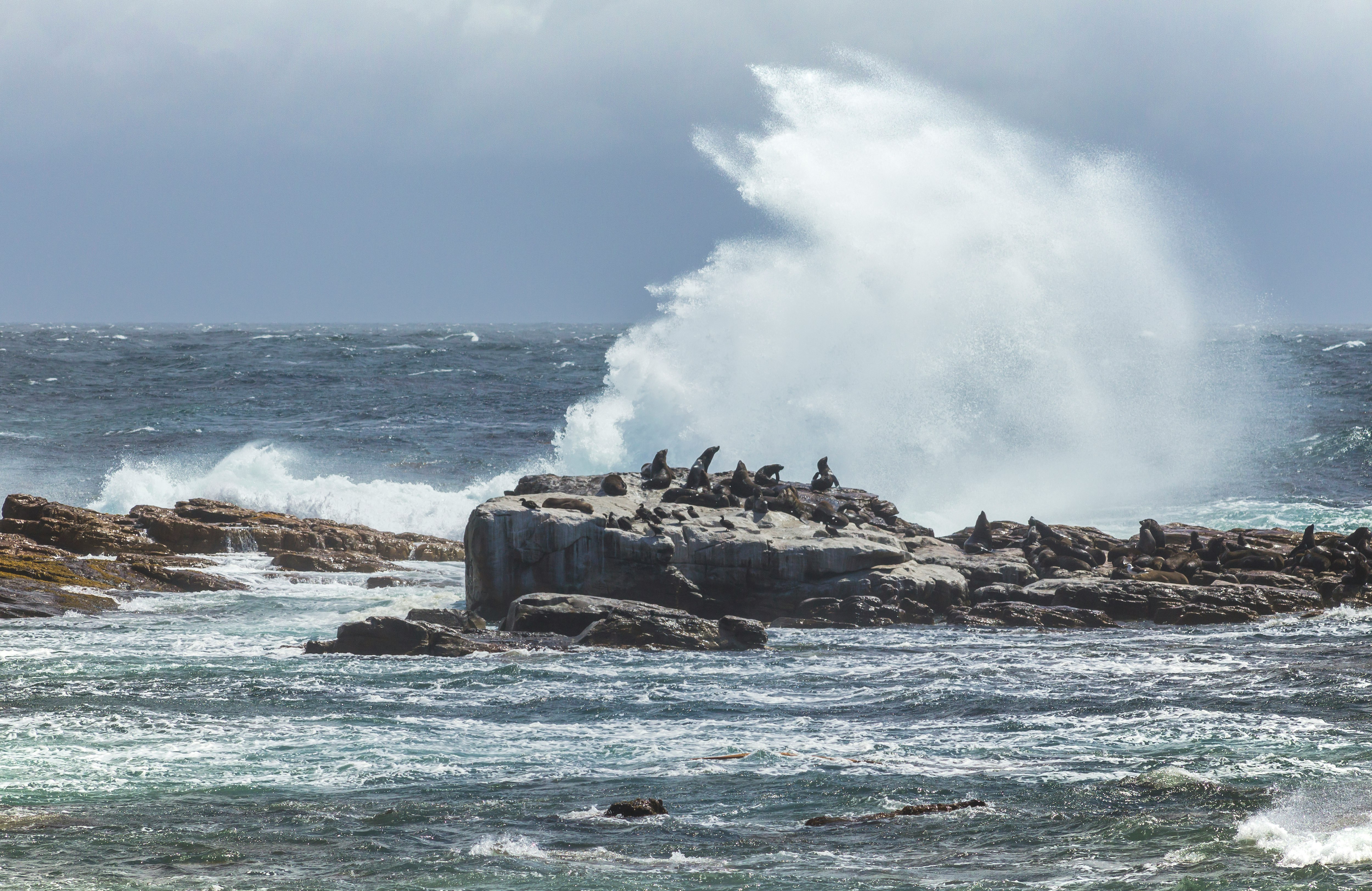 penguins on rock during daytime
