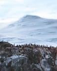 Close-up of curious penguins gathered on icy terrain