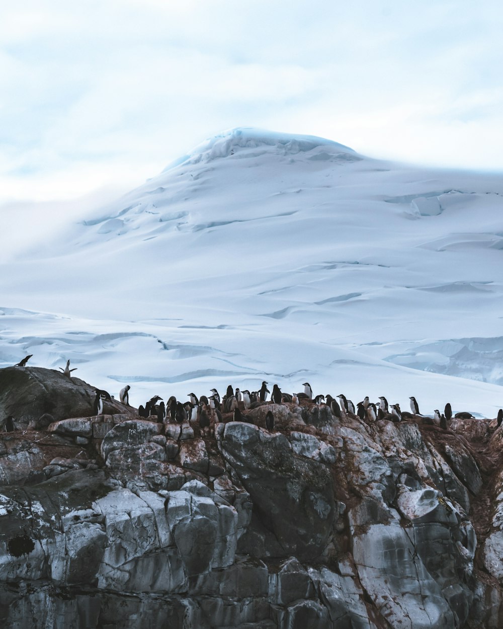 group of penguins near mountain covered with snow