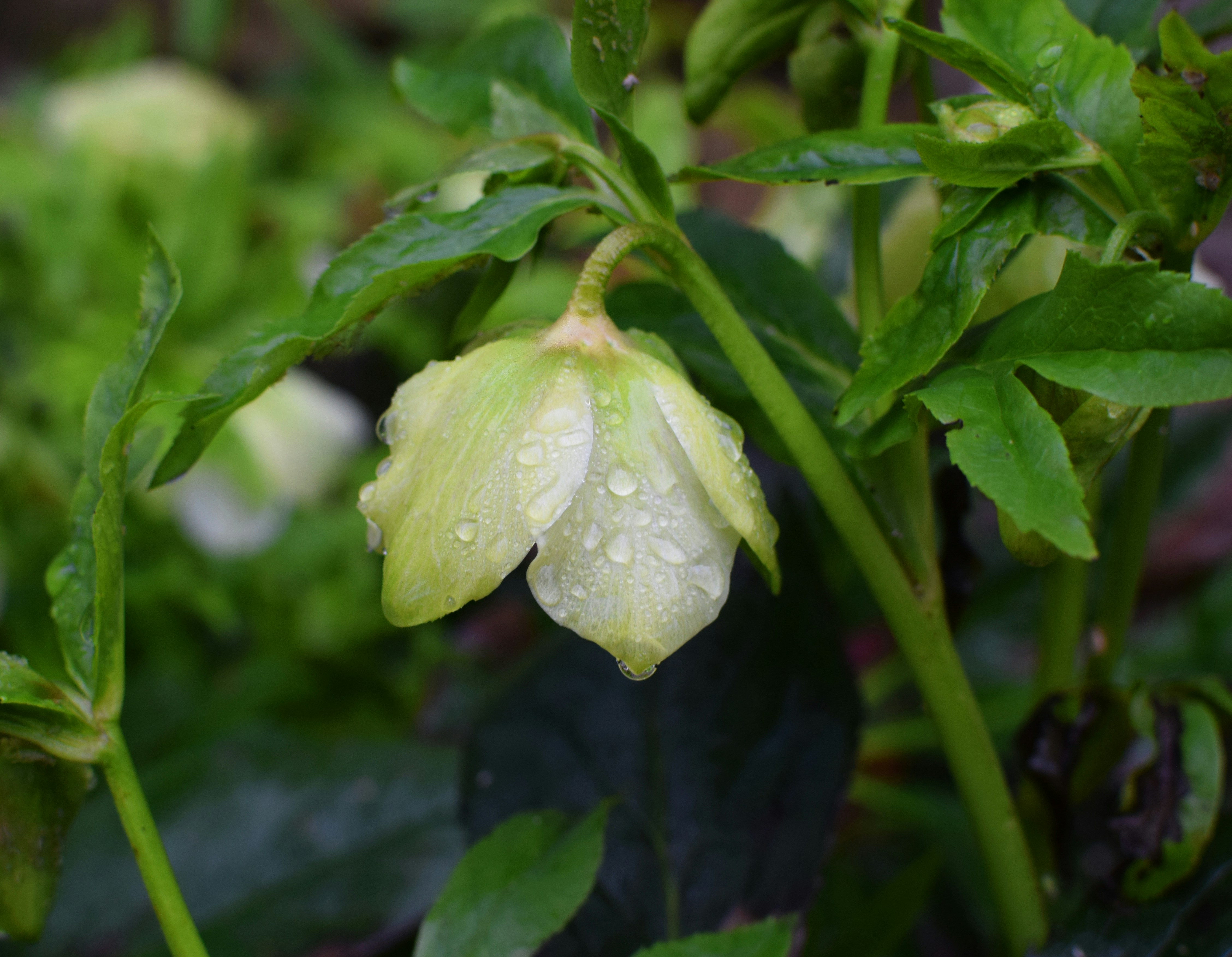 close-up photography of white and green petal flower