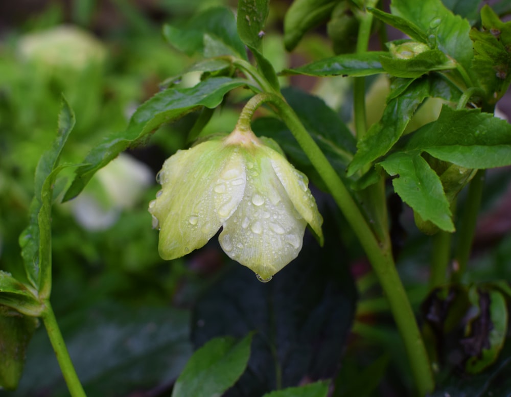 close-up photography of white and green petal flower