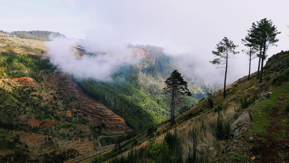 montanha coberta de árvores