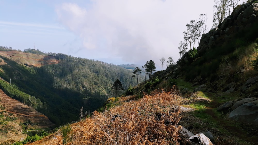 mountain covered with green trees