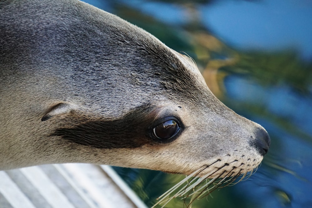 a close up of a sea lion near a body of water