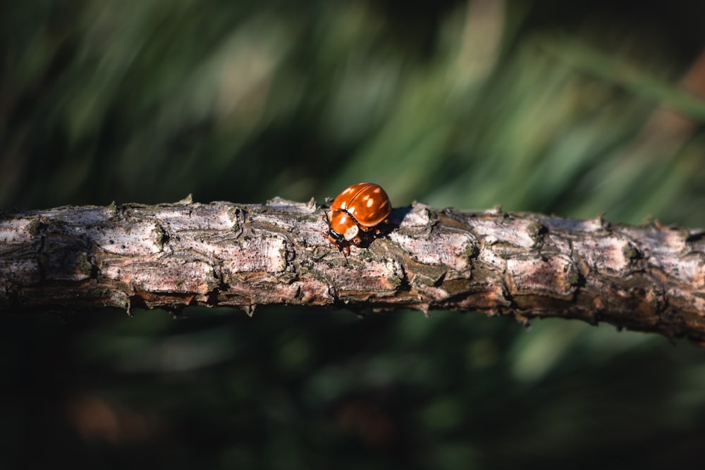 brown bu on tree branch