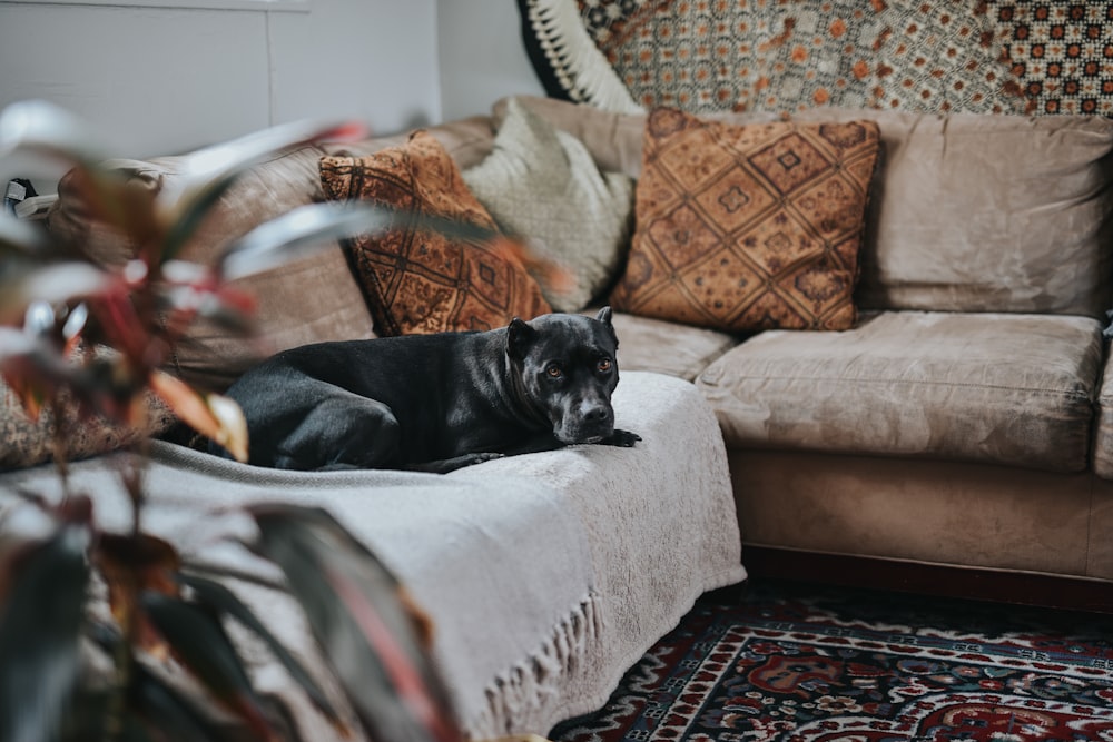 chien noir couché sur un canapé sectionnel en tissu