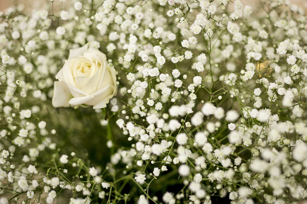 white rose macro photography