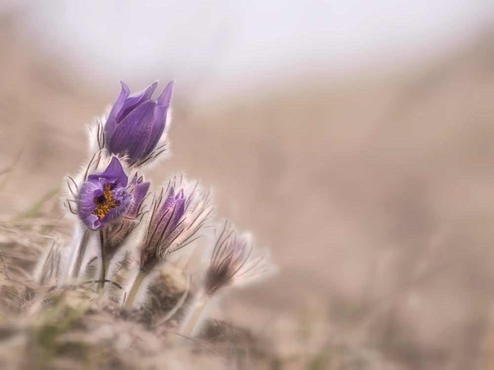 selective focus photo of purple-petaled flower