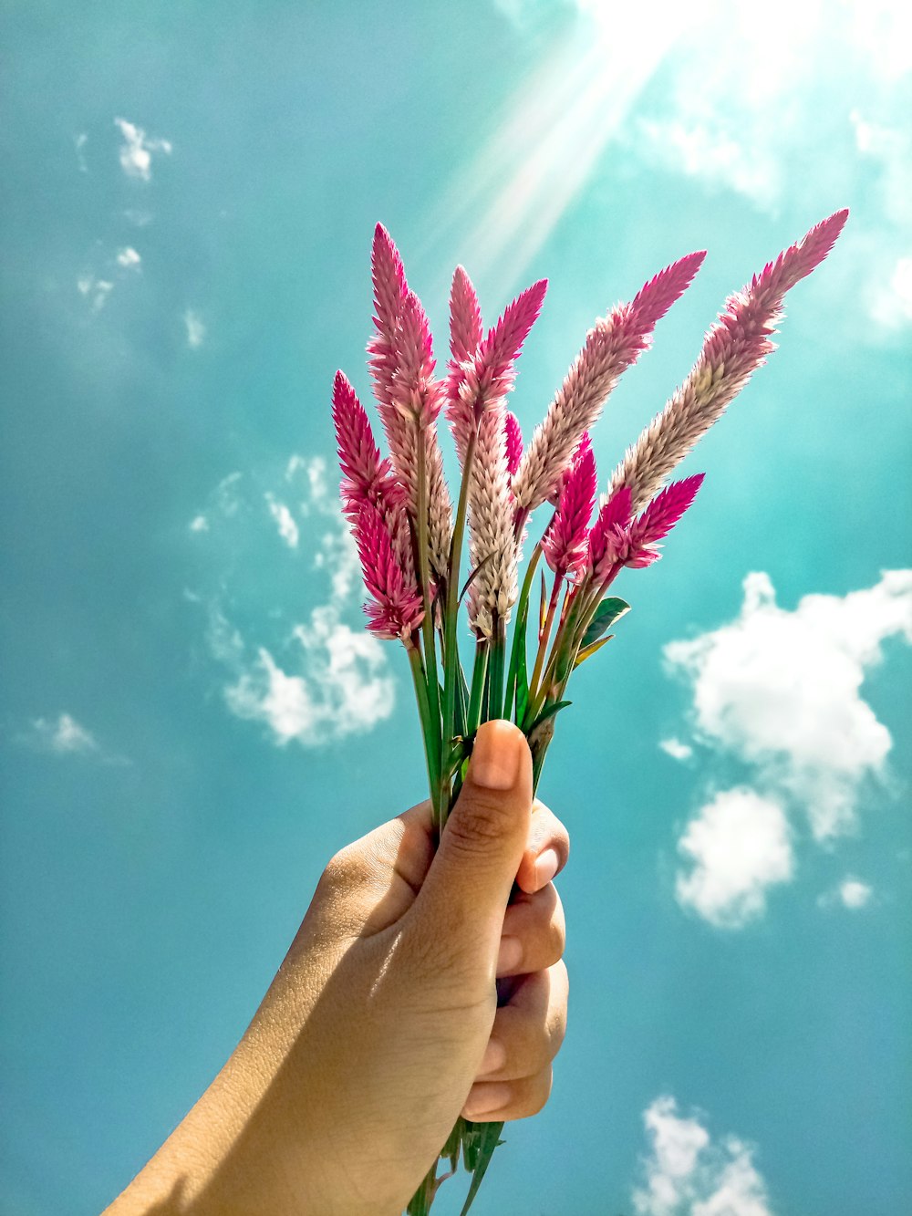 pink flowers under blue sky