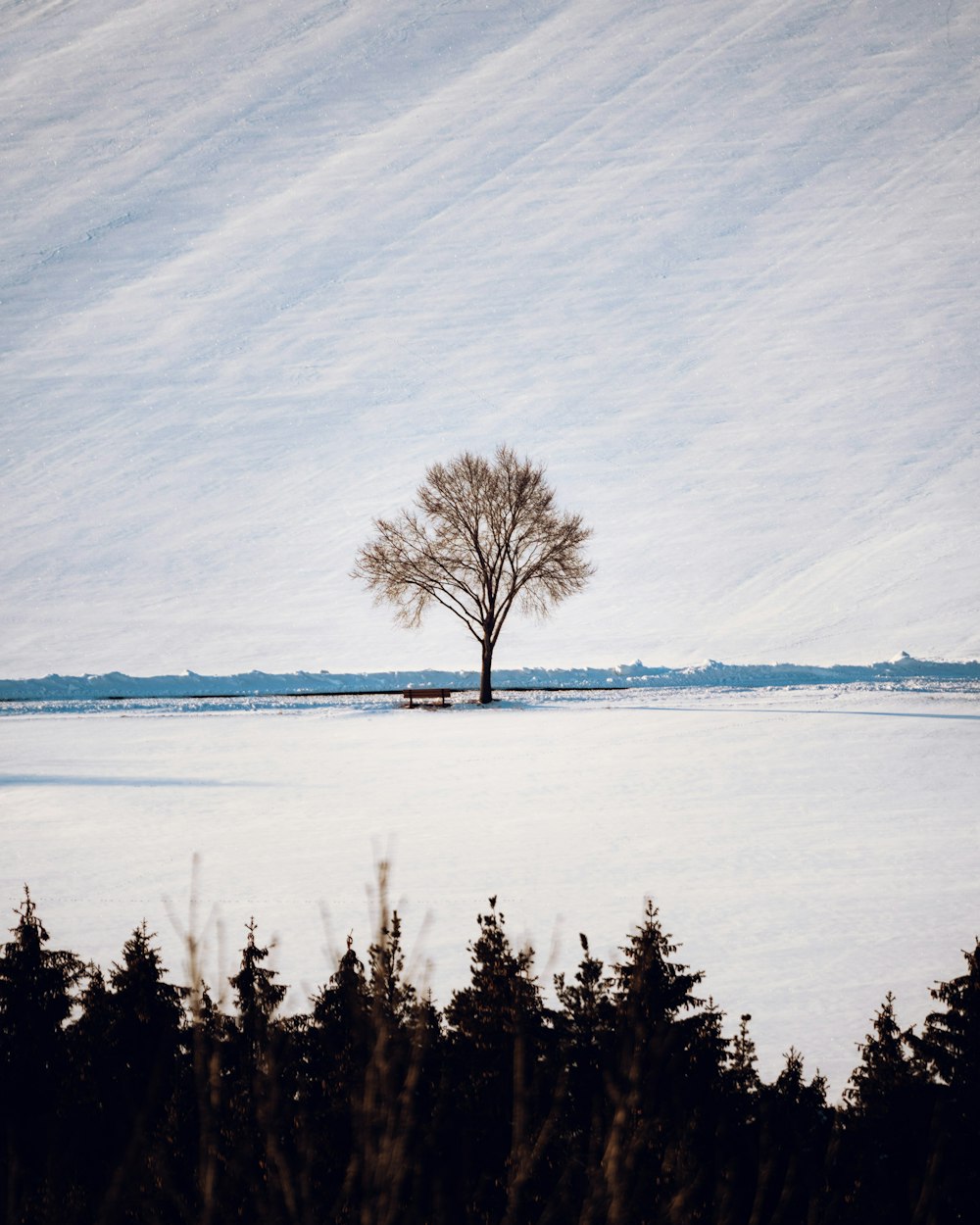 alberi verdi attraverso l'albero accanto alla panchina