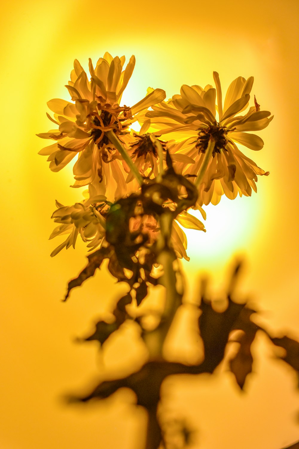 yellow petaled flower