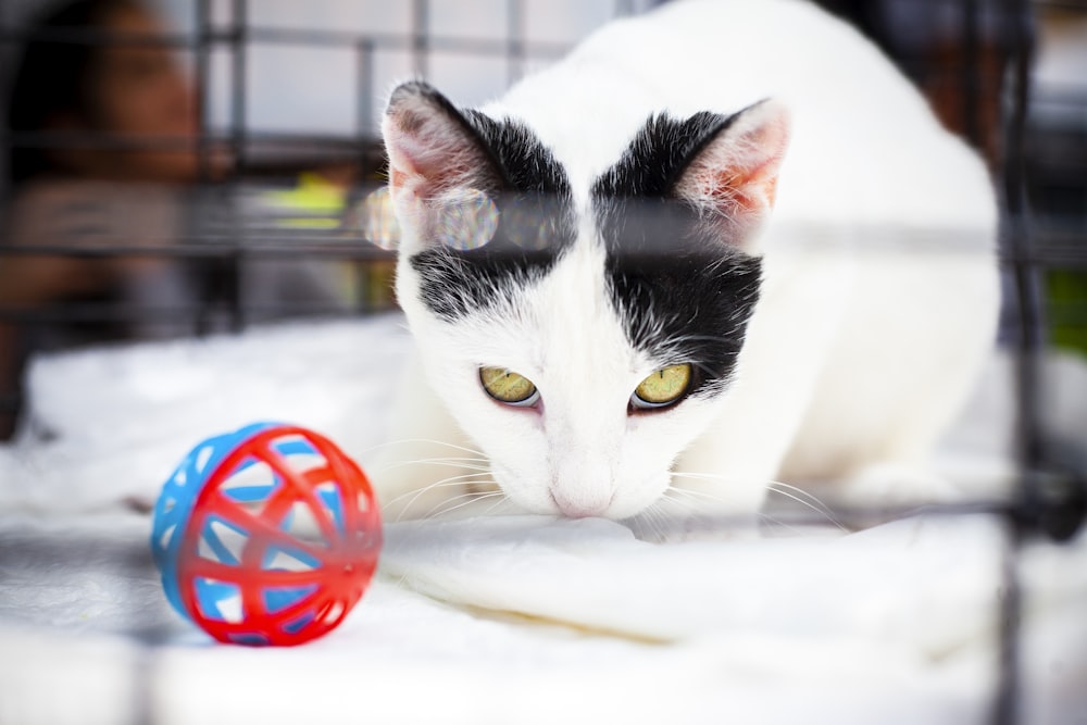 white and black coated cat