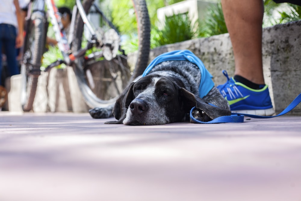 black and white dog lying near person wearing blue shoe