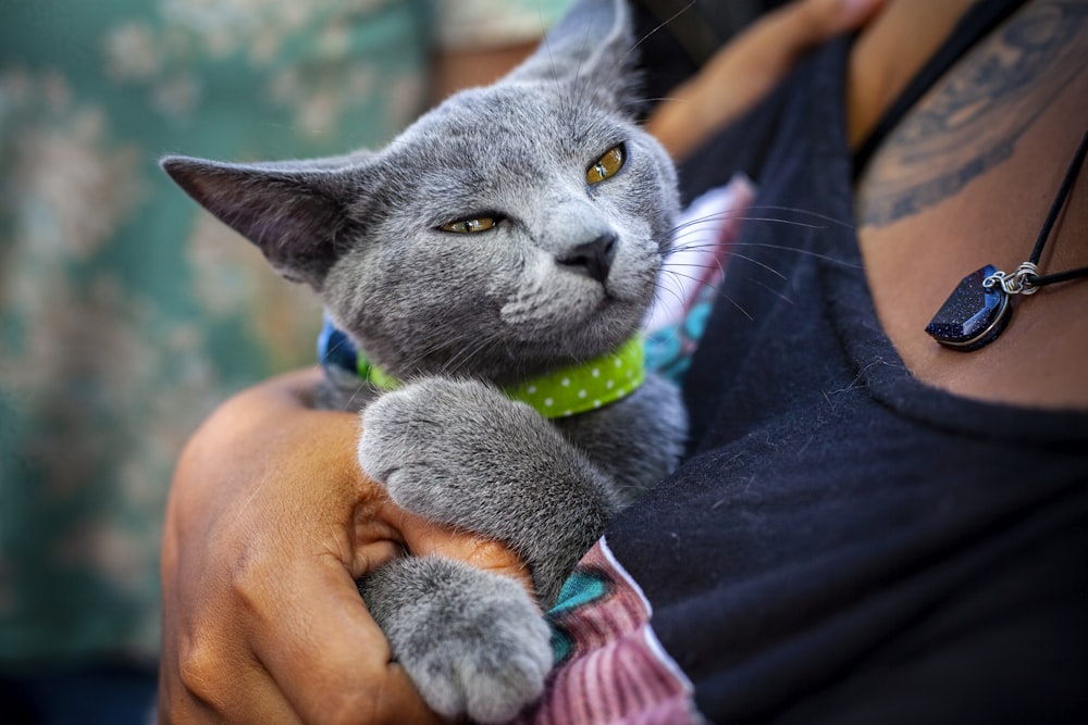 person carrying gray cat