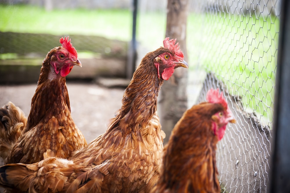 three brown hens