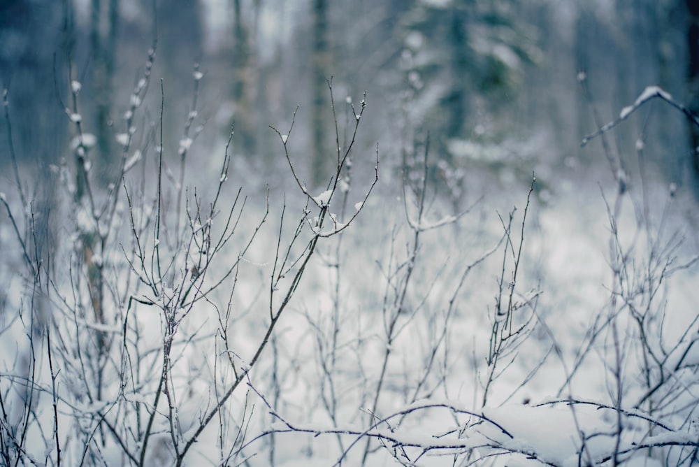 snow covered bare trees