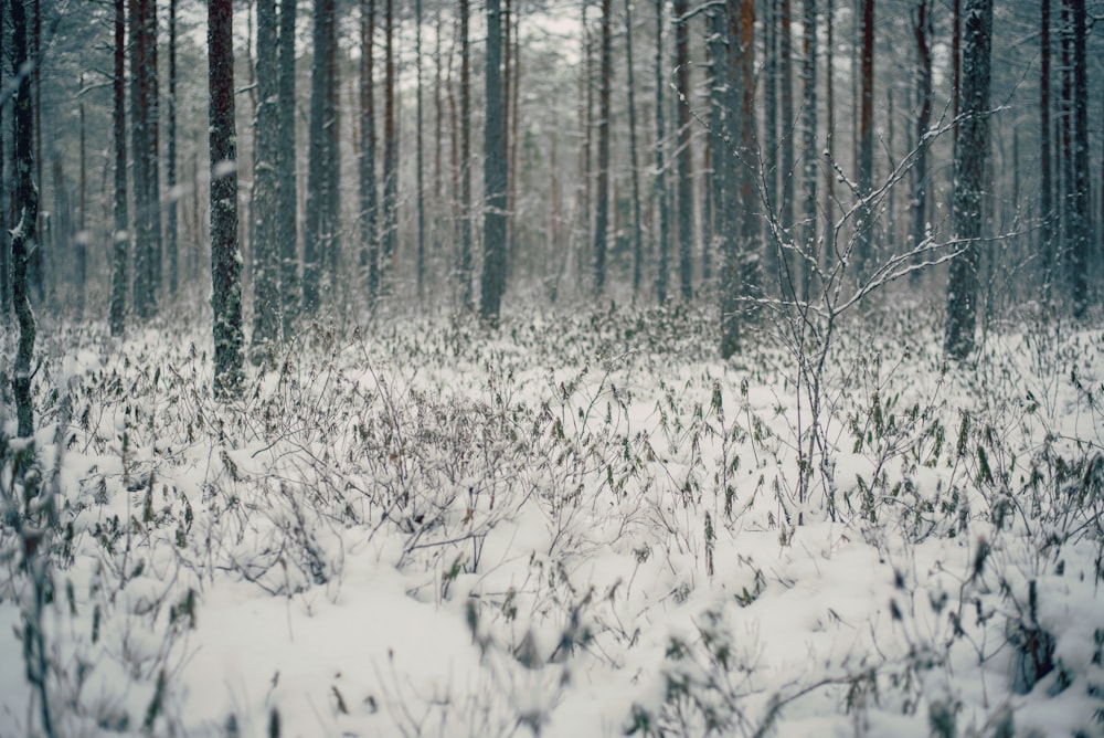 snow covered field in middle of woods