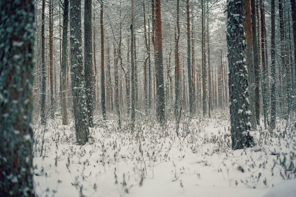 snow covered leafless trees and ground