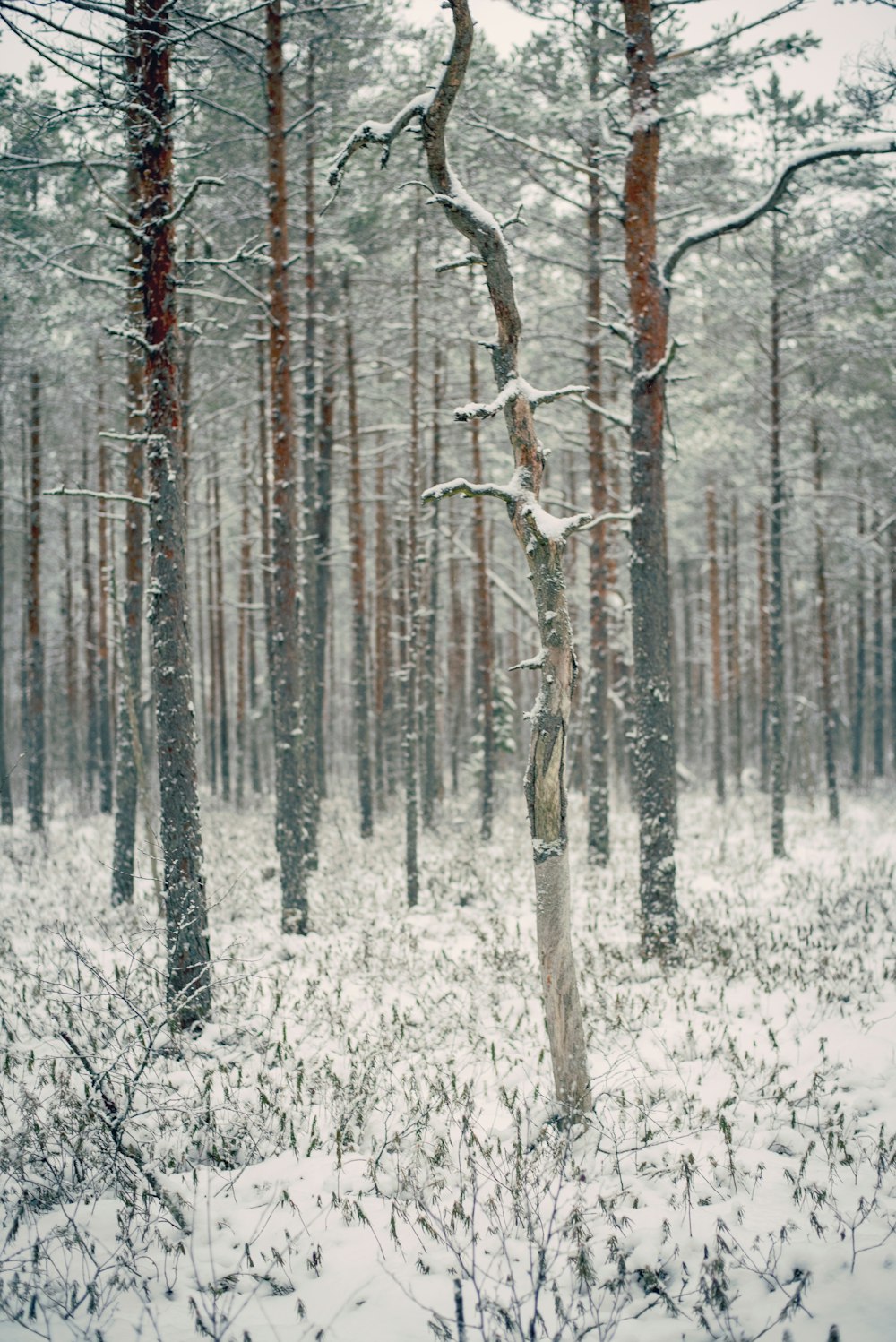 snow covered trees