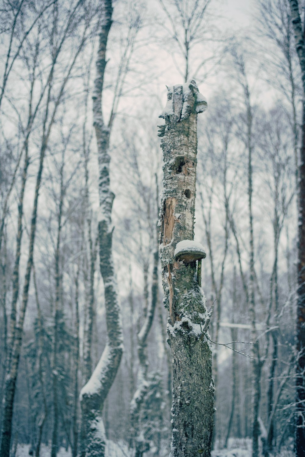 snow covered trees during daytime